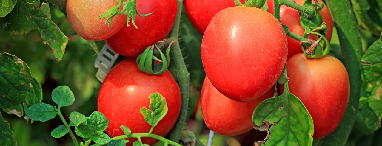 Fresh tomatoes on the vine.