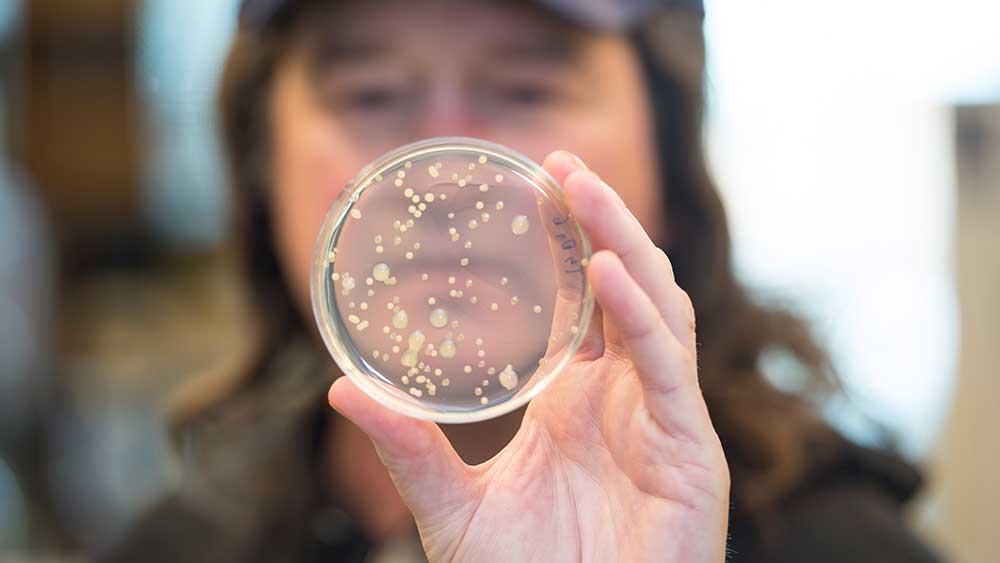 UC professor Dan Hassett peer through a petri dish