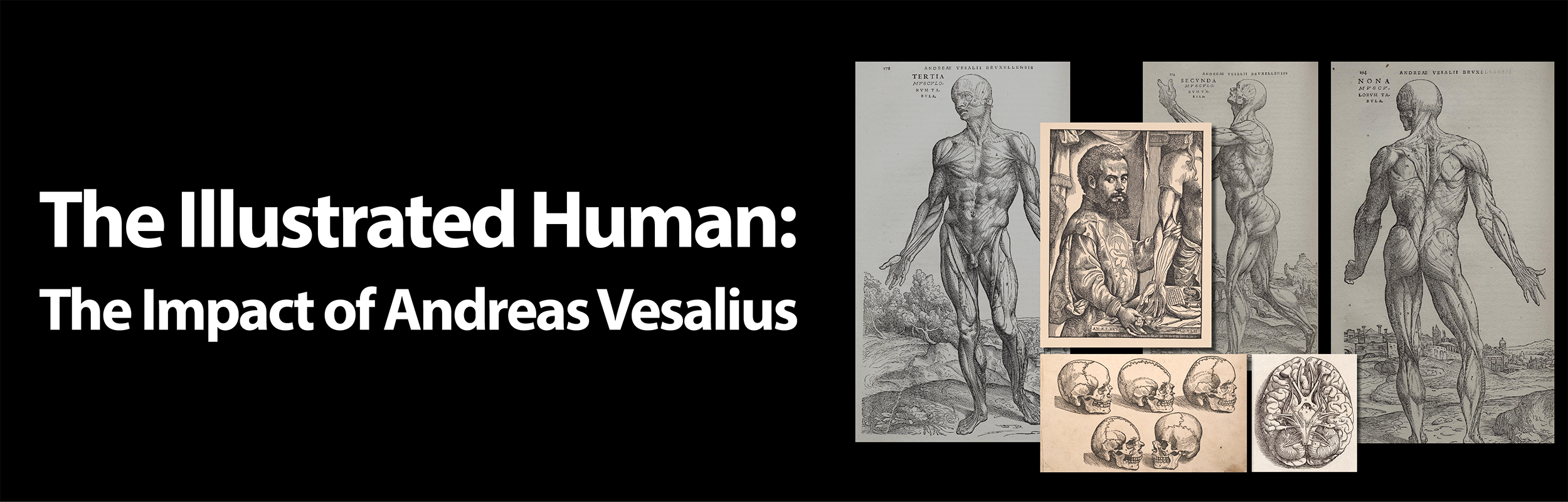 Vesalii  Know more about the Heart