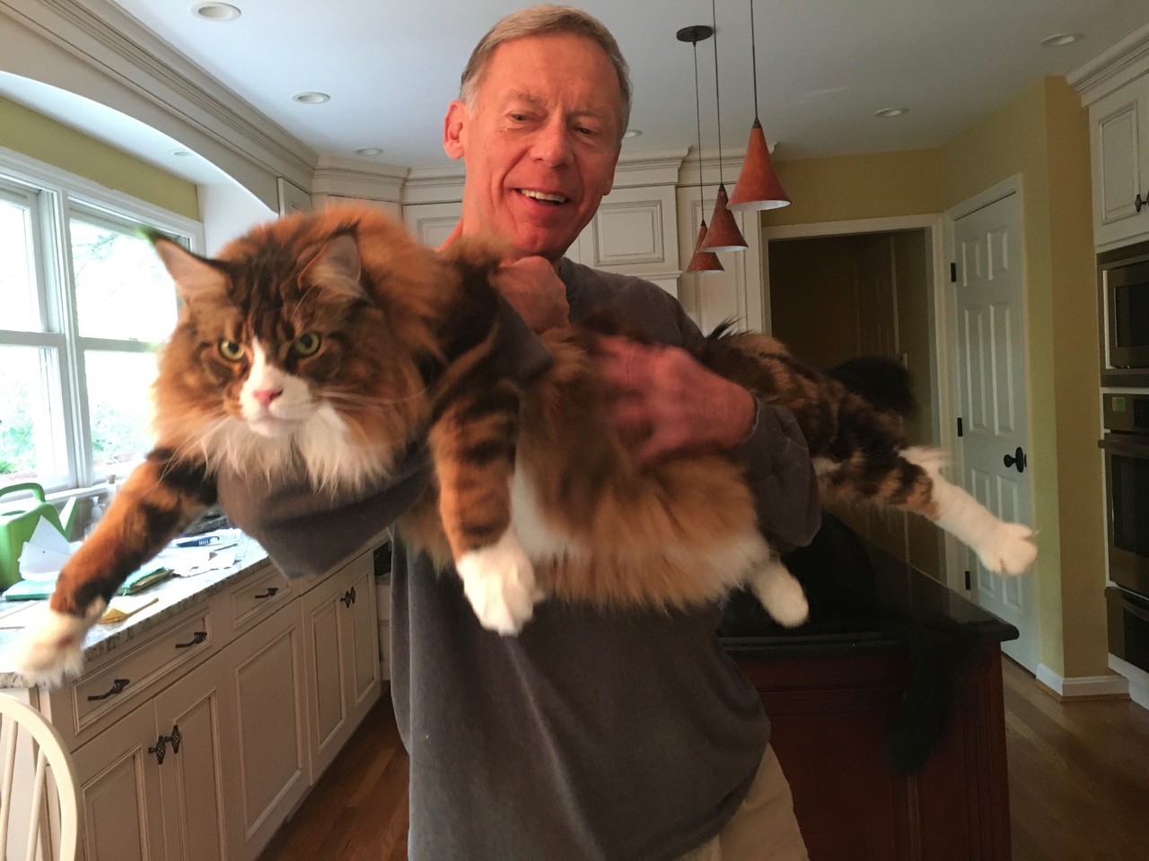 Novel variant leads to heart disease in Maine Coon cats