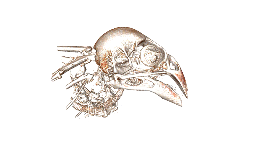 A 3D animated image of a rotating finch skull