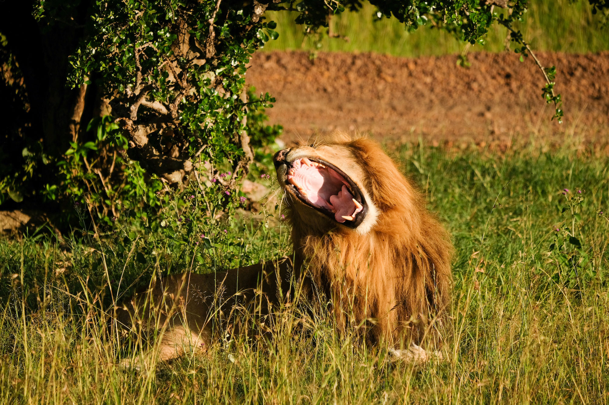 A lion yawns as it lays in the grass