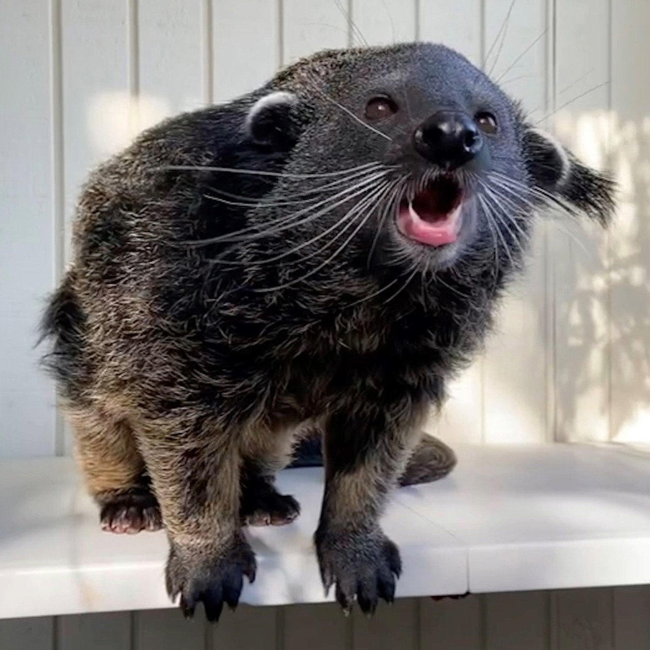 An image of a bearcat, or binturong, climbing in a tree.