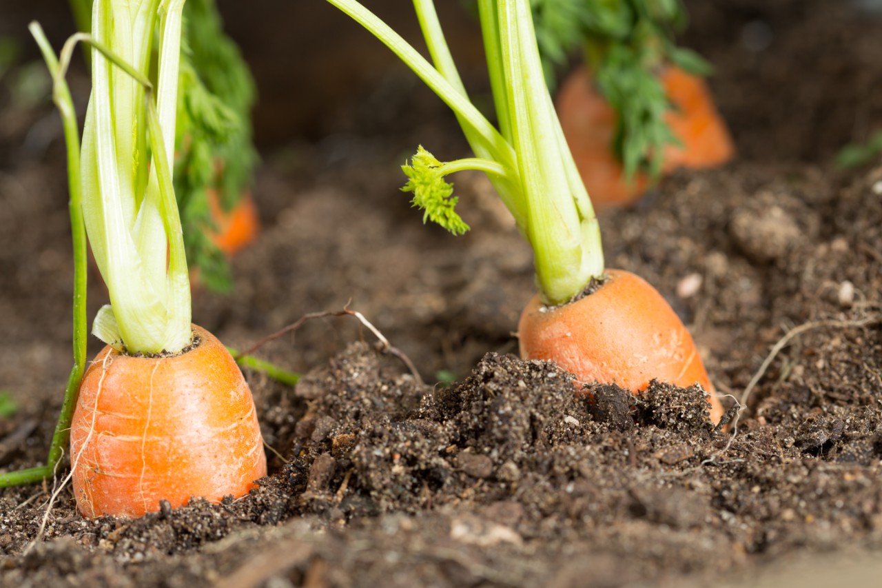 Carrot tops emerging from the dirt.