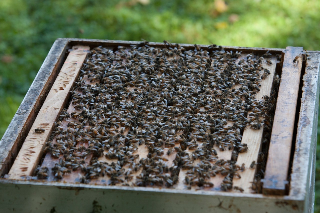 University of Cincinnati students visit Green Acres in Indian Hill. UC/ Joseph Fuqua II