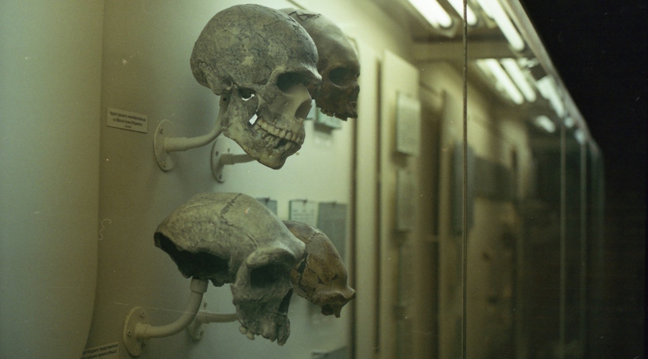 Skulls on display