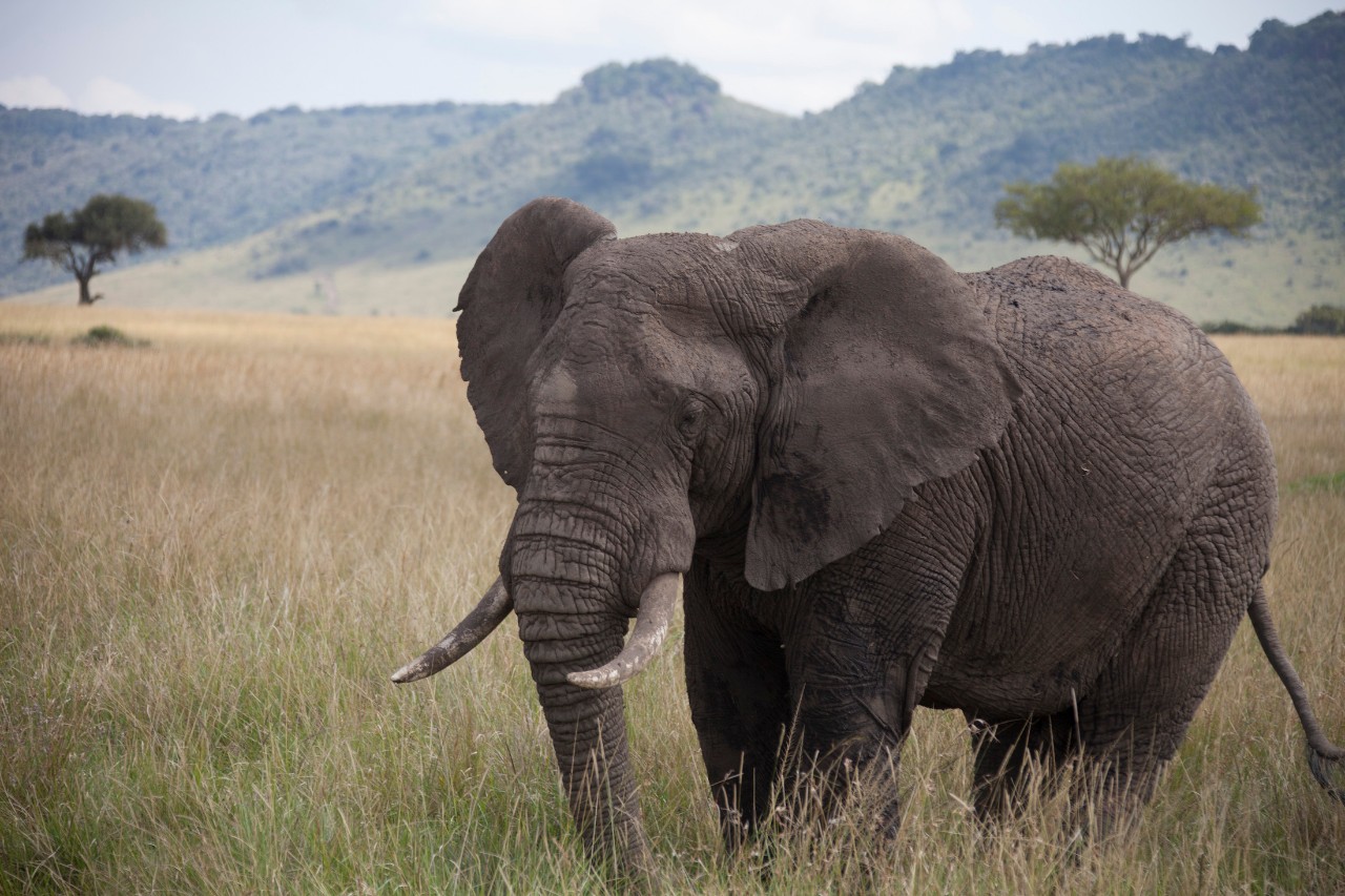 UC Medical and Engineering students and faculty trip to Tanzania with Engineers without Borders and Village Life Outreach Project