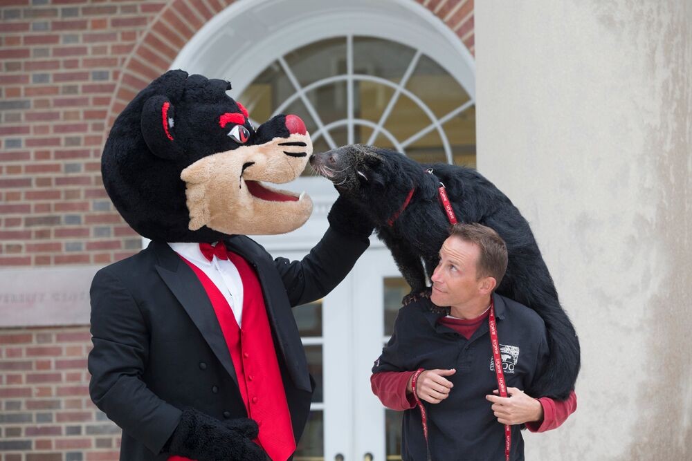 The Bearcat mascot pets Lucy, the Cincinnati Zoo's binturong, perched on a zookeeper's shoulder