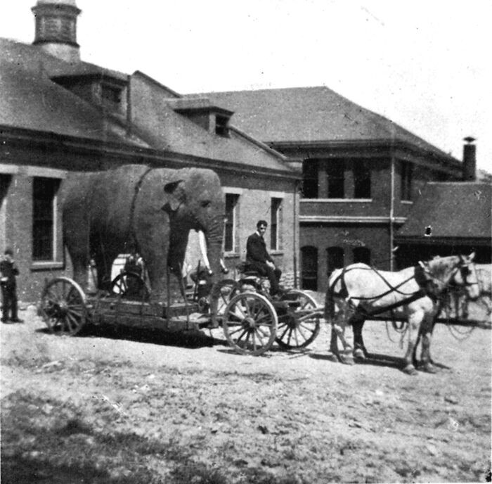 Black and white photo of an elephant being carted by a horse and buggy
