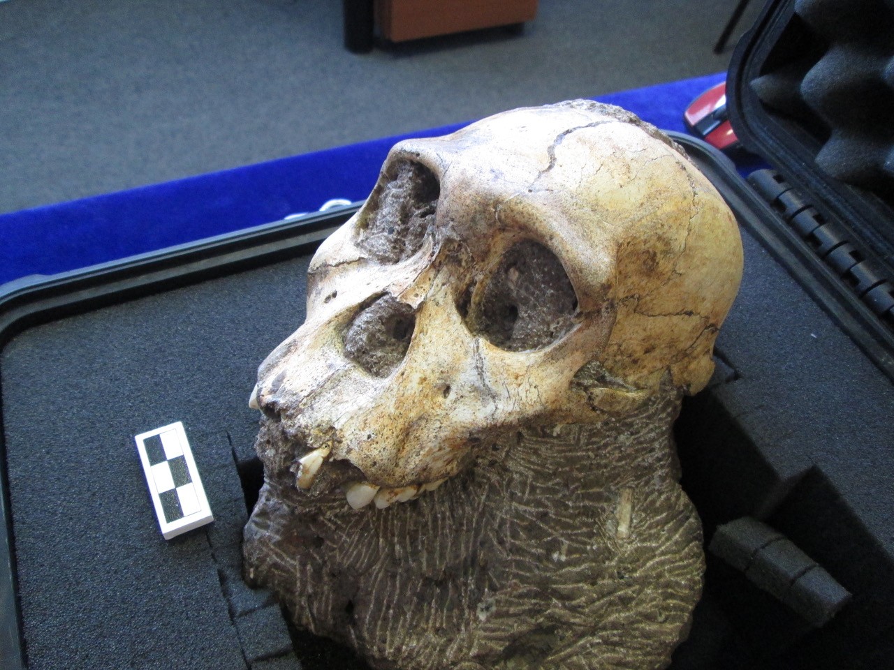 Skull