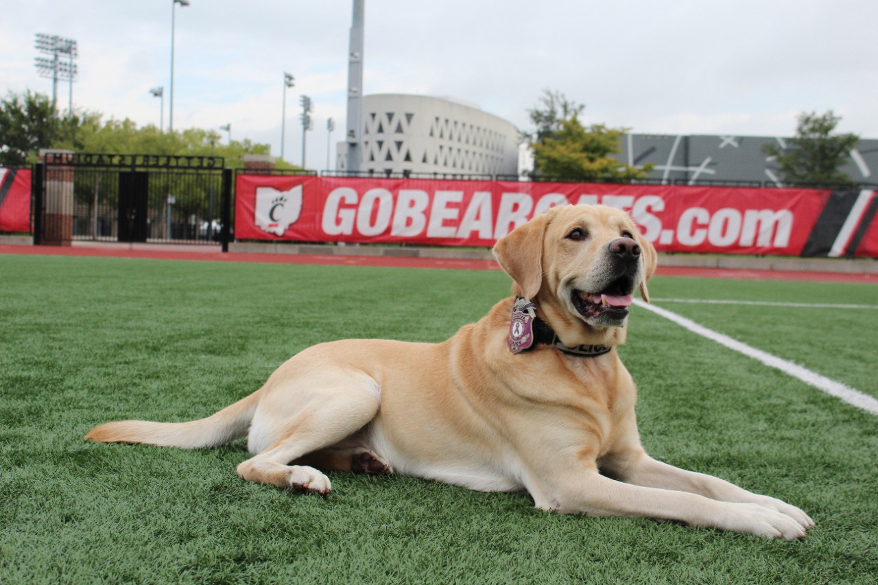 Dozer lays on a field with UCPD's new pink badge attached to his collar.
