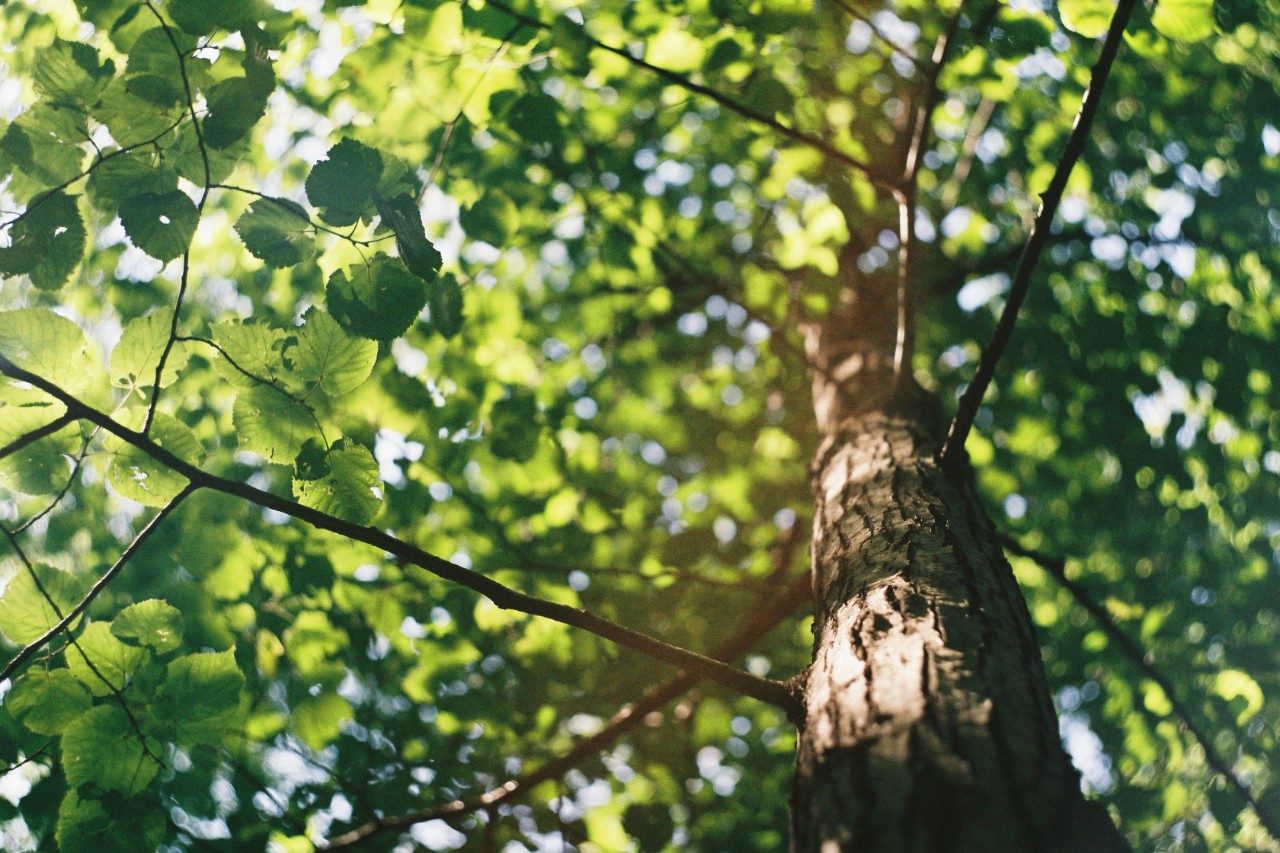 photo of tree from ground