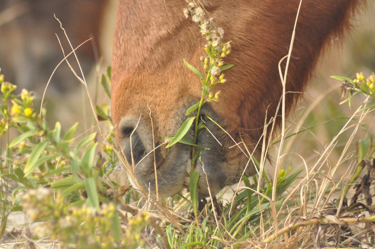 A closeup of a horse cropping a flower.