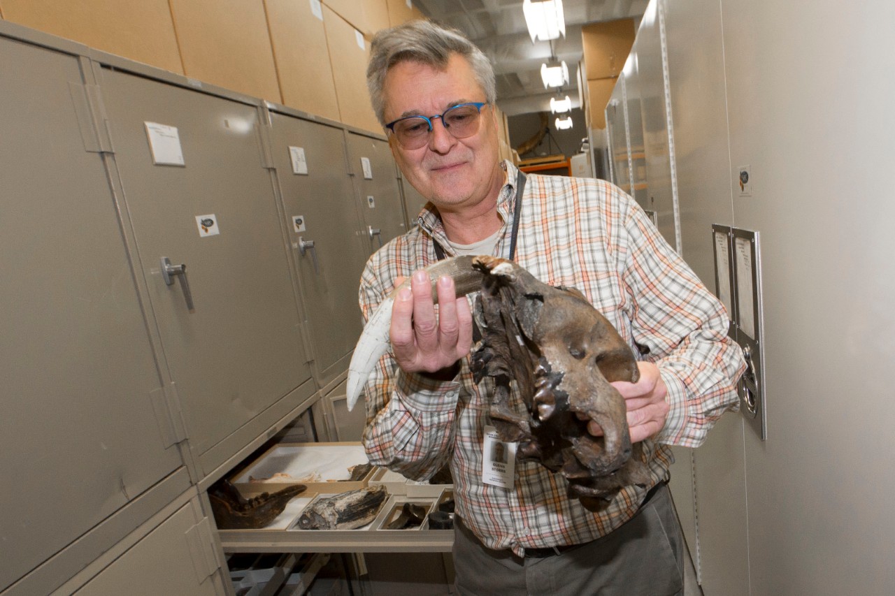 Glenn Storrs, curator at the Cincinnati Museum Center shown here with bootherium bombifrons fossil at the Geier Collections and Research Facility. UC/Joseph Fuqua II