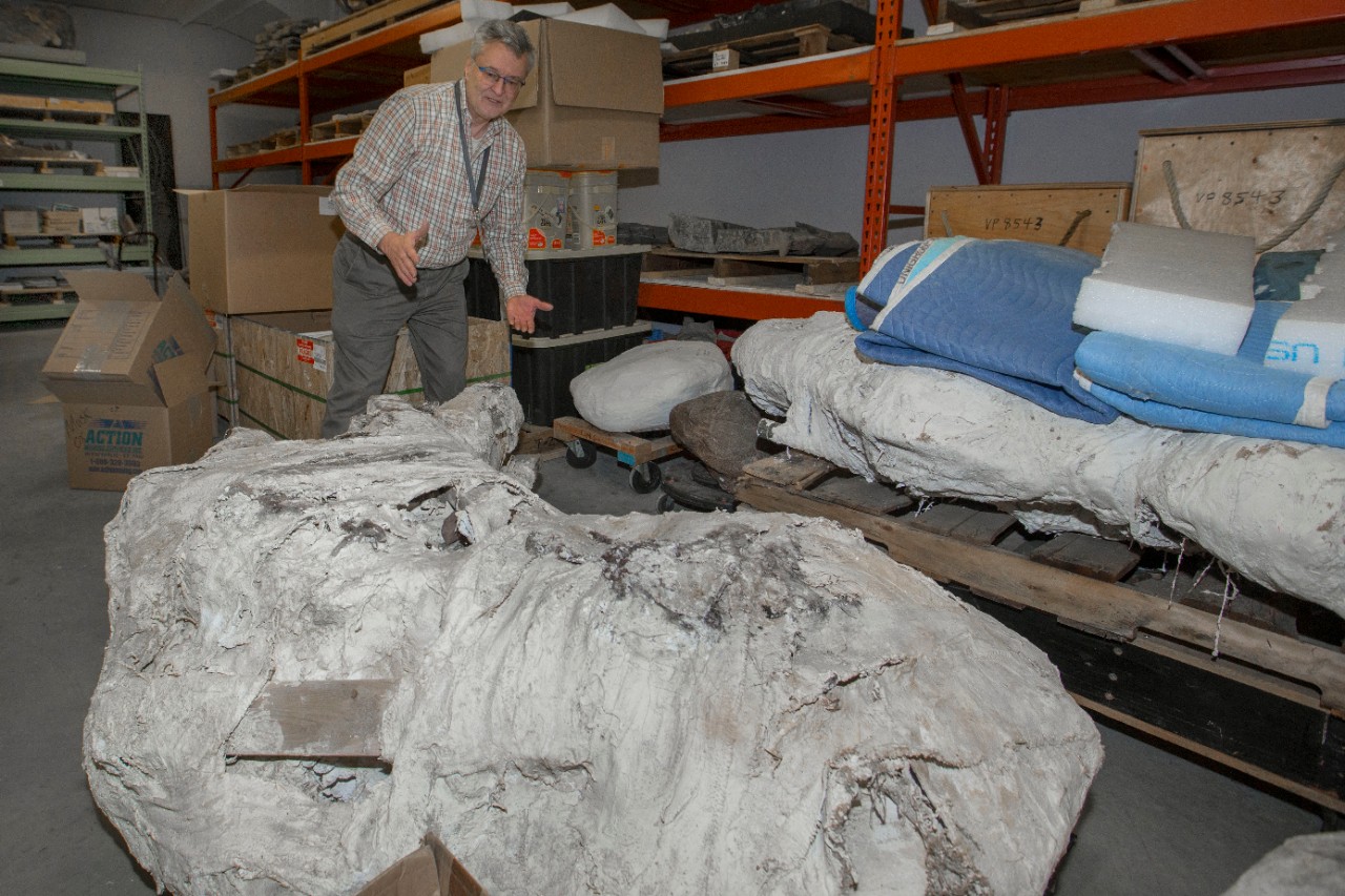 Glenn Storrs, curator at the Cincinnati Museum Center shown here with some of their fossils at the Geier Collections and Research Facility. UC/Joseph Fuqua II