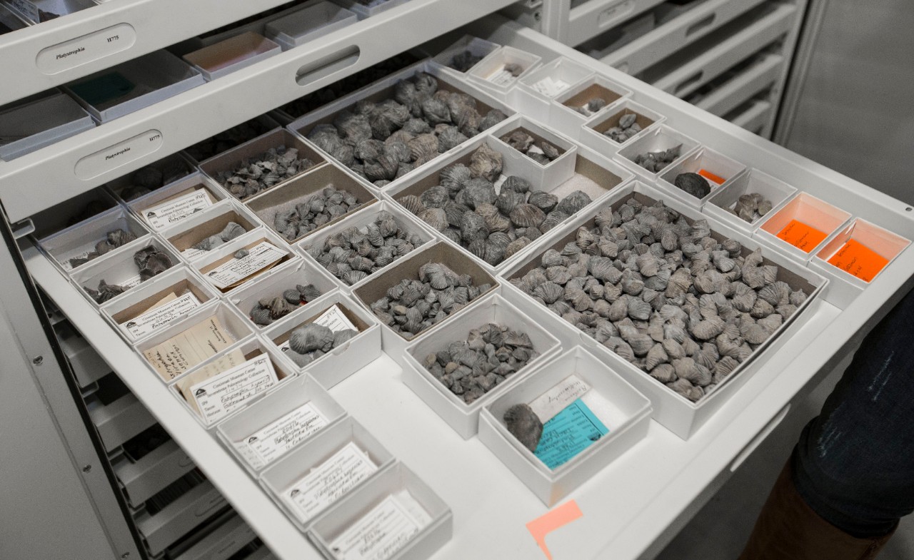 Brenda Hunda, curator of invertebrate paleontology at the Cincinnati Museum Center shown here with some of their fossils at the Geier Collections and Research Facility. UC/Joseph Fuqua II