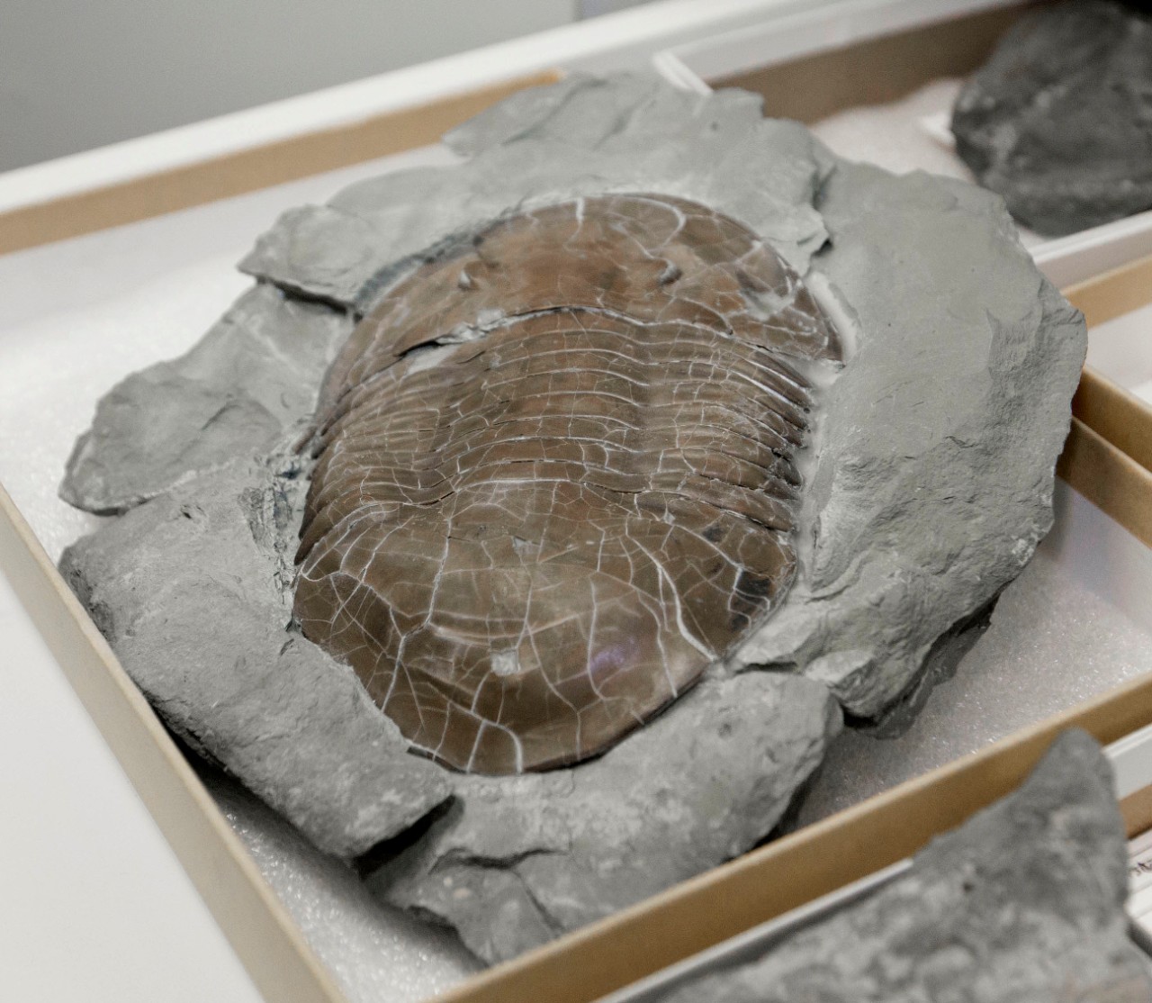 Brenda Hunda, curator of invertebrate paleontology at the Cincinnati Museum Center shown here with some of their fossils at the Geier Collections and Research Facility. UC/Joseph Fuqua II