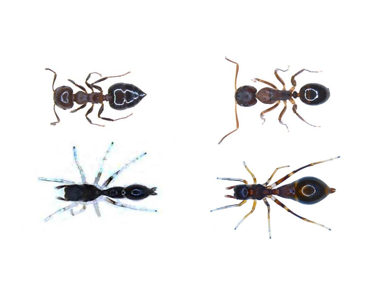 Side by side comparison of ant mimics shows a small ant next to a juvenile spider and an adult ant next to an adult spider.