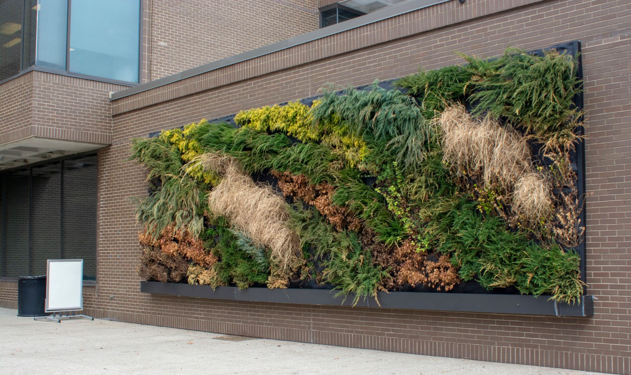 Green Wall along Langsam Library, to highlight sustanable efforts on campus