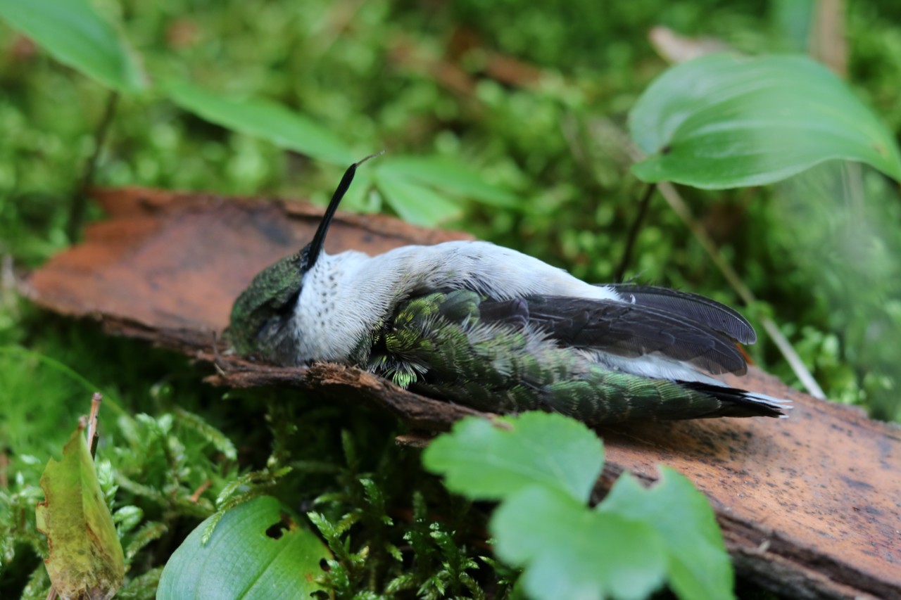 hummingbird