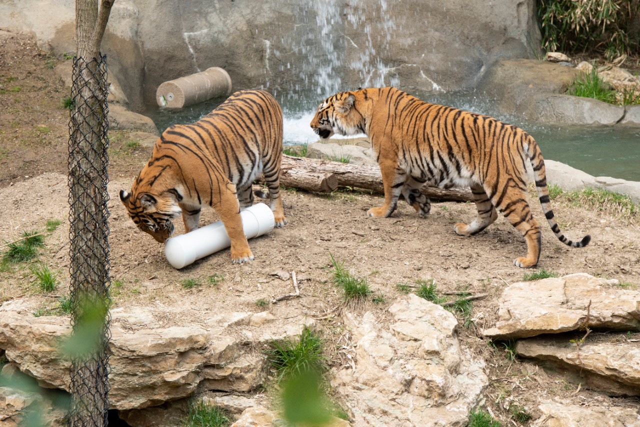 UC engineering students designed an enrichment device to help keep the zoo's tigers and penquinss stimulated. The device is a puzzle with sent and food rewards.