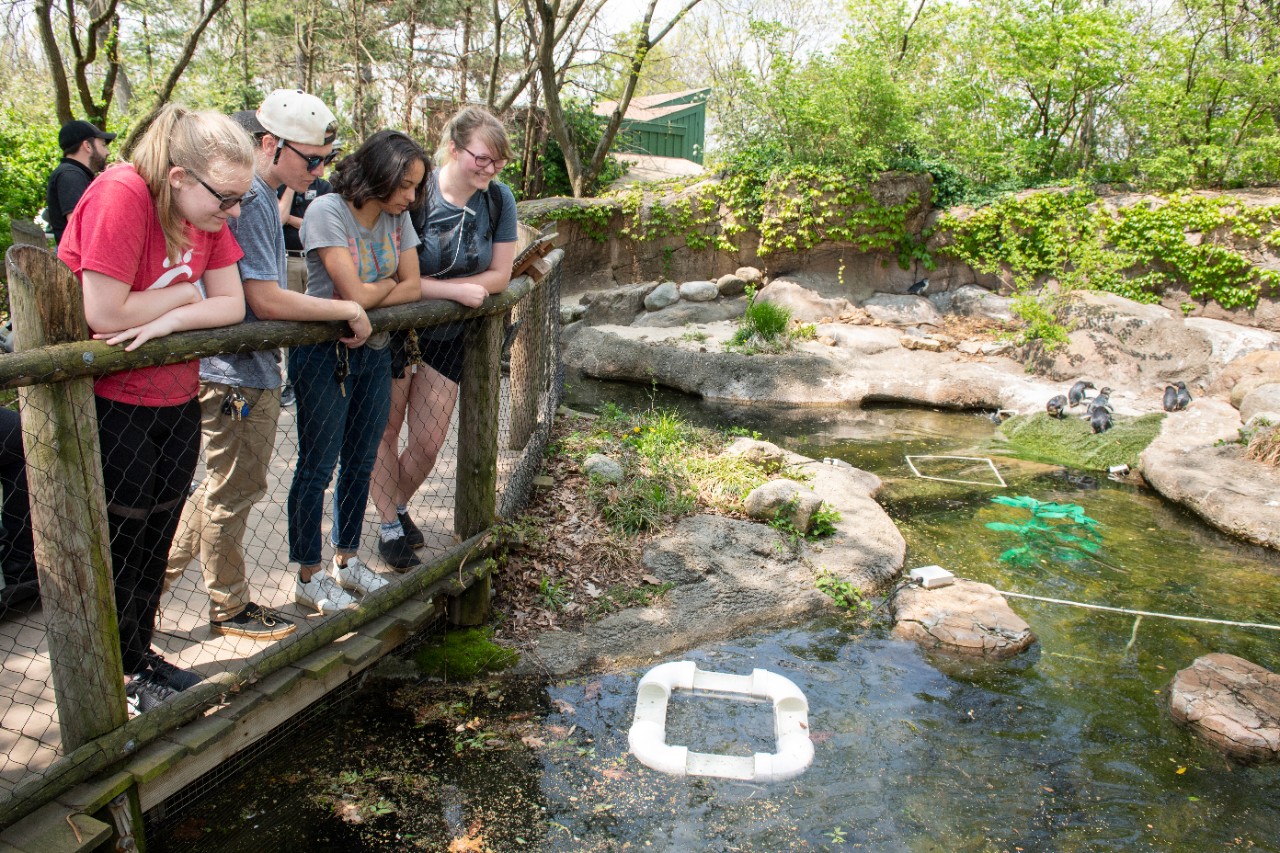 (R to L) Karen Hufford, Elora Jaggi, Jay Hubble and Jenna Nolbe.  UC engineering students designed an enrichment device to help keep the zoo's tigers and penquinss stimulated. The device is a puzzle with sent and food rewards.
