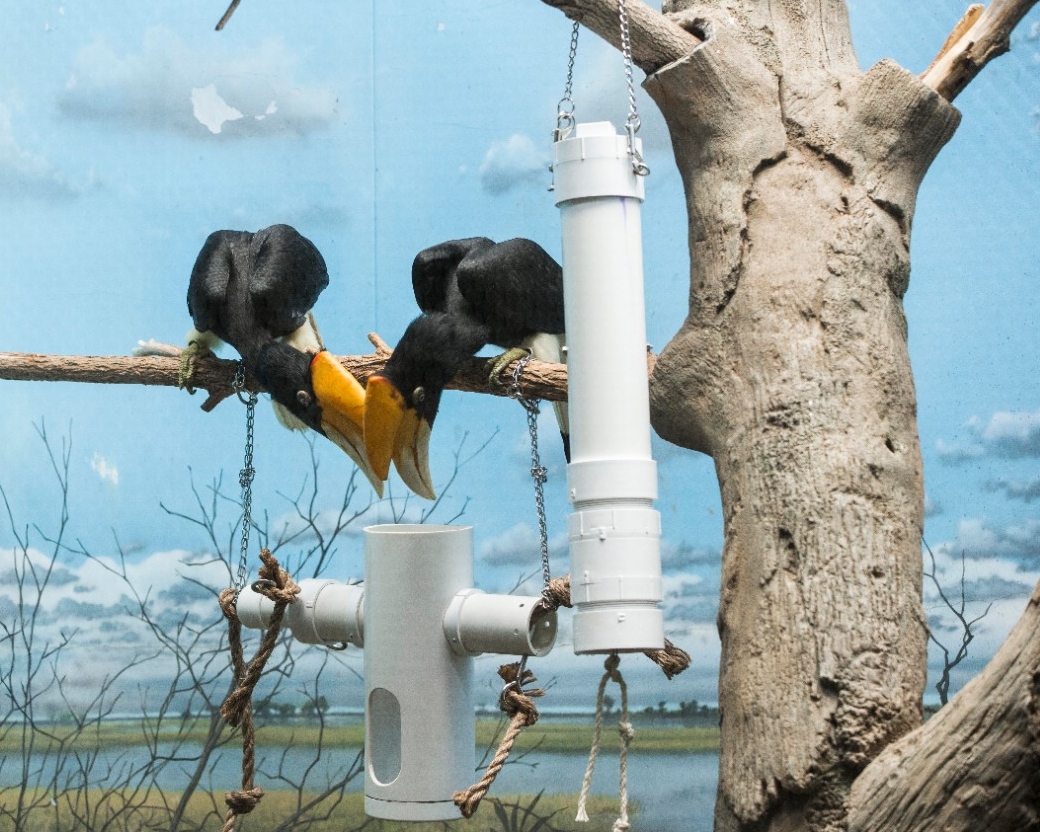 UC engineering students shown here with their Hornbills designed enrichment device at Cincinnati Zoo. UC/ Joseph Fuqua II