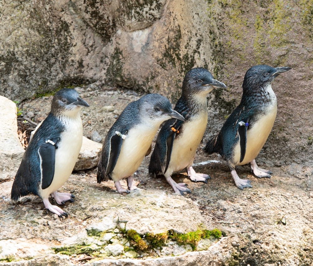 UC engineering students designed an enrichment device to help keep the zoo's tigers and penquinss stimulated. The device is a puzzle with sent and food rewards.
