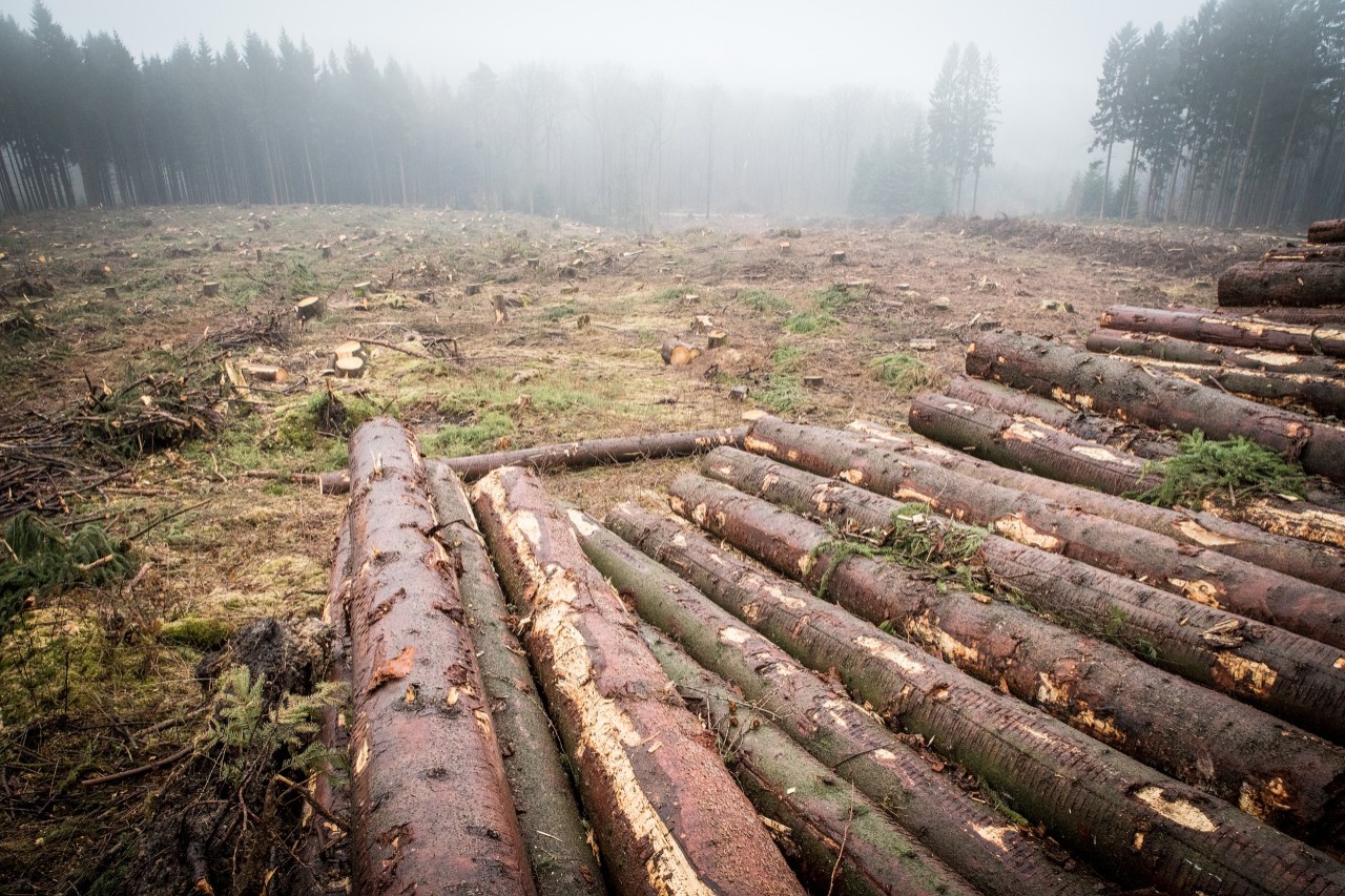 Image of deforestation.