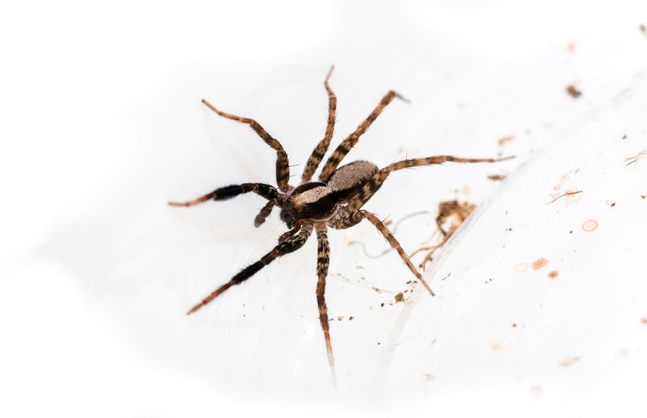 A student holds a tiny wolf spider in front of her face on her finger.