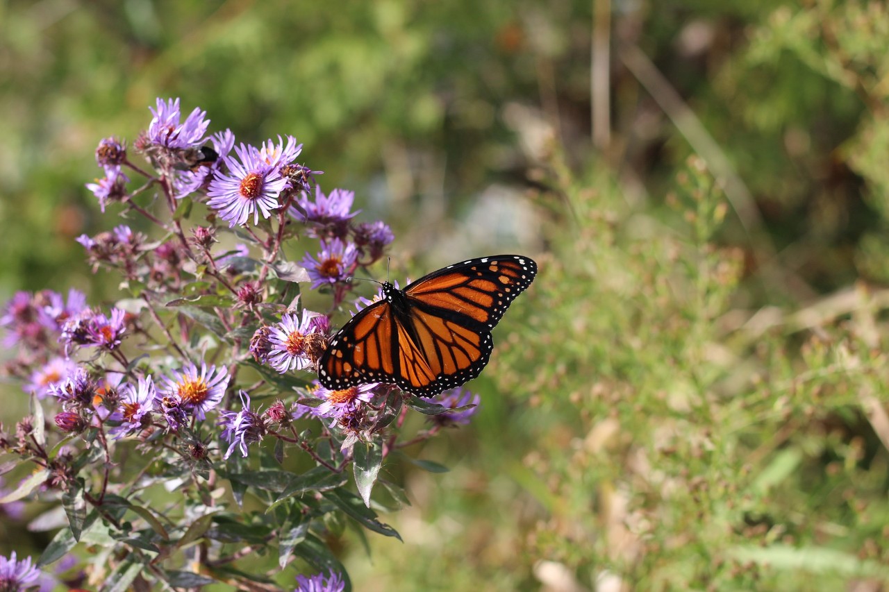 Migrating monarch butterfly.