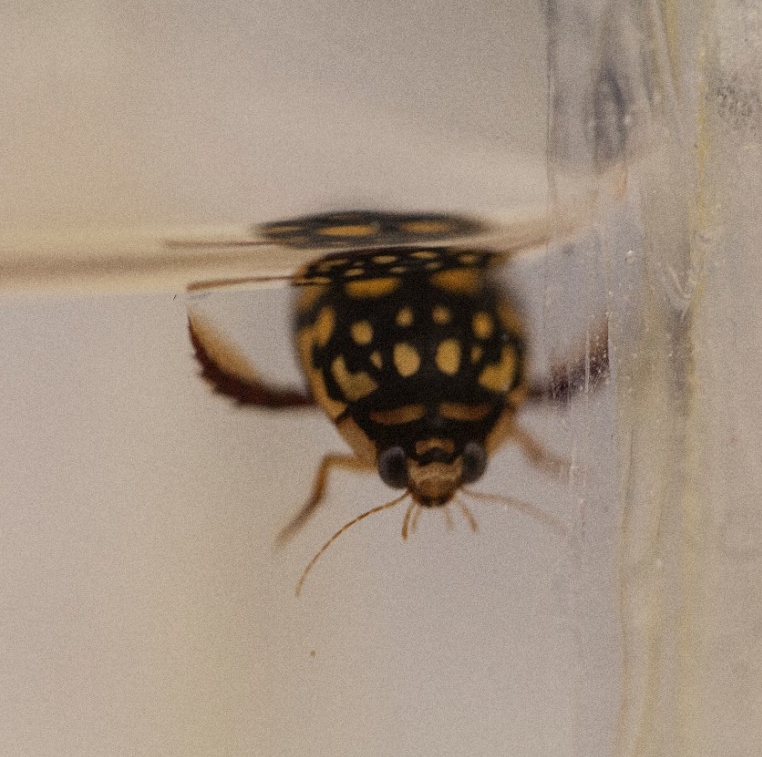 UC biology professor Elke Buschbeck on her work exploring insect eyes and diving beetles.