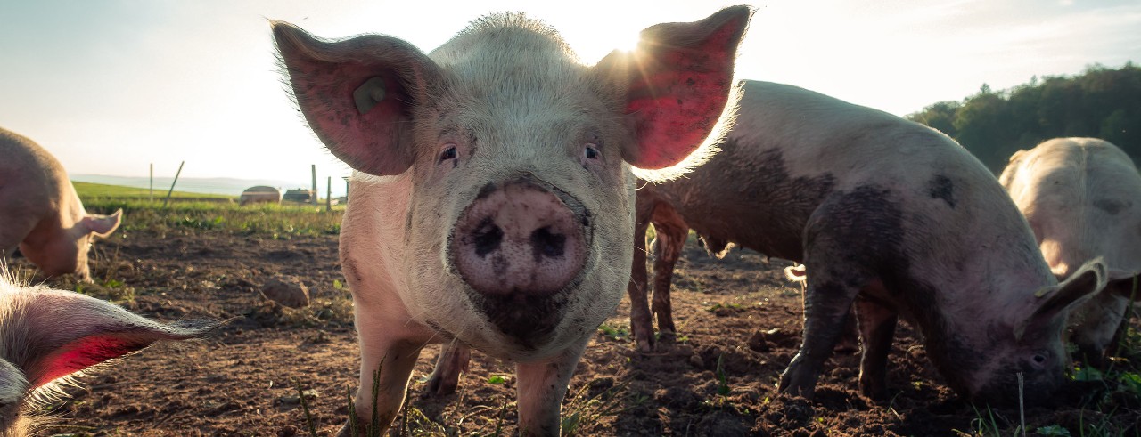 Farm pig looking at camera, with other pigs around it.