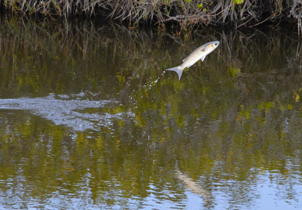 A fish sails through the air over the water.