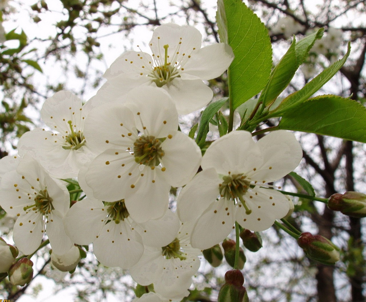A pear tree's white flowers.