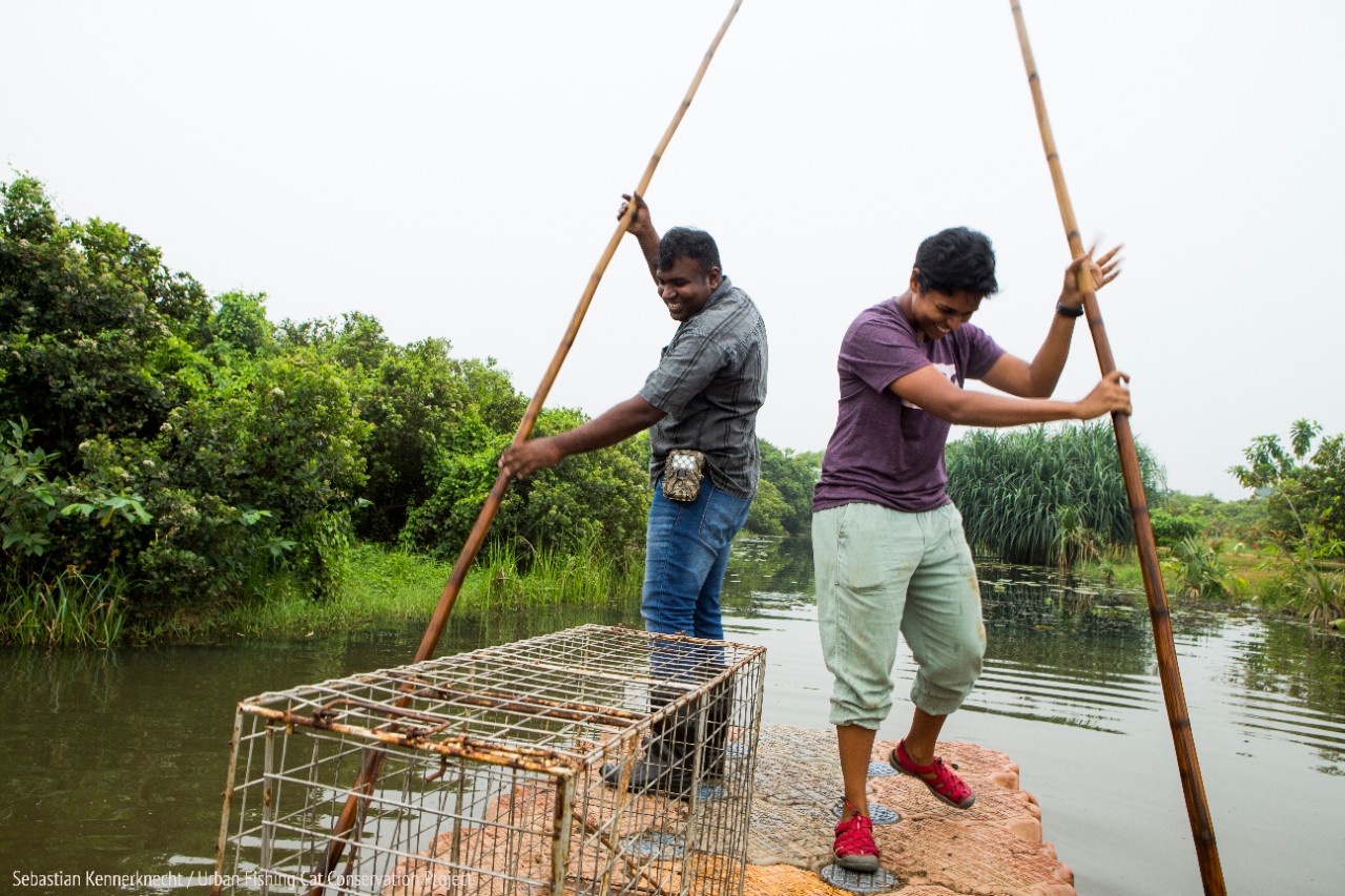 Fishing Cat (Prionailurus viverrinus) biologists, Maduranga Ranaweera and Anya Ratnayaka, carrying box trap for collaring on boat in urban wetland, Urban Fishing Cat Project, Diyasaru Park, Colombo, Sri Lanka