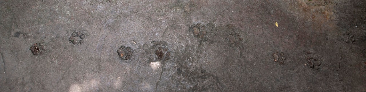 UC biology alum Laura Carpenter shown here at fishing cats exhibit at Cincinnati Zoo. UC/Joseph Fuqua II