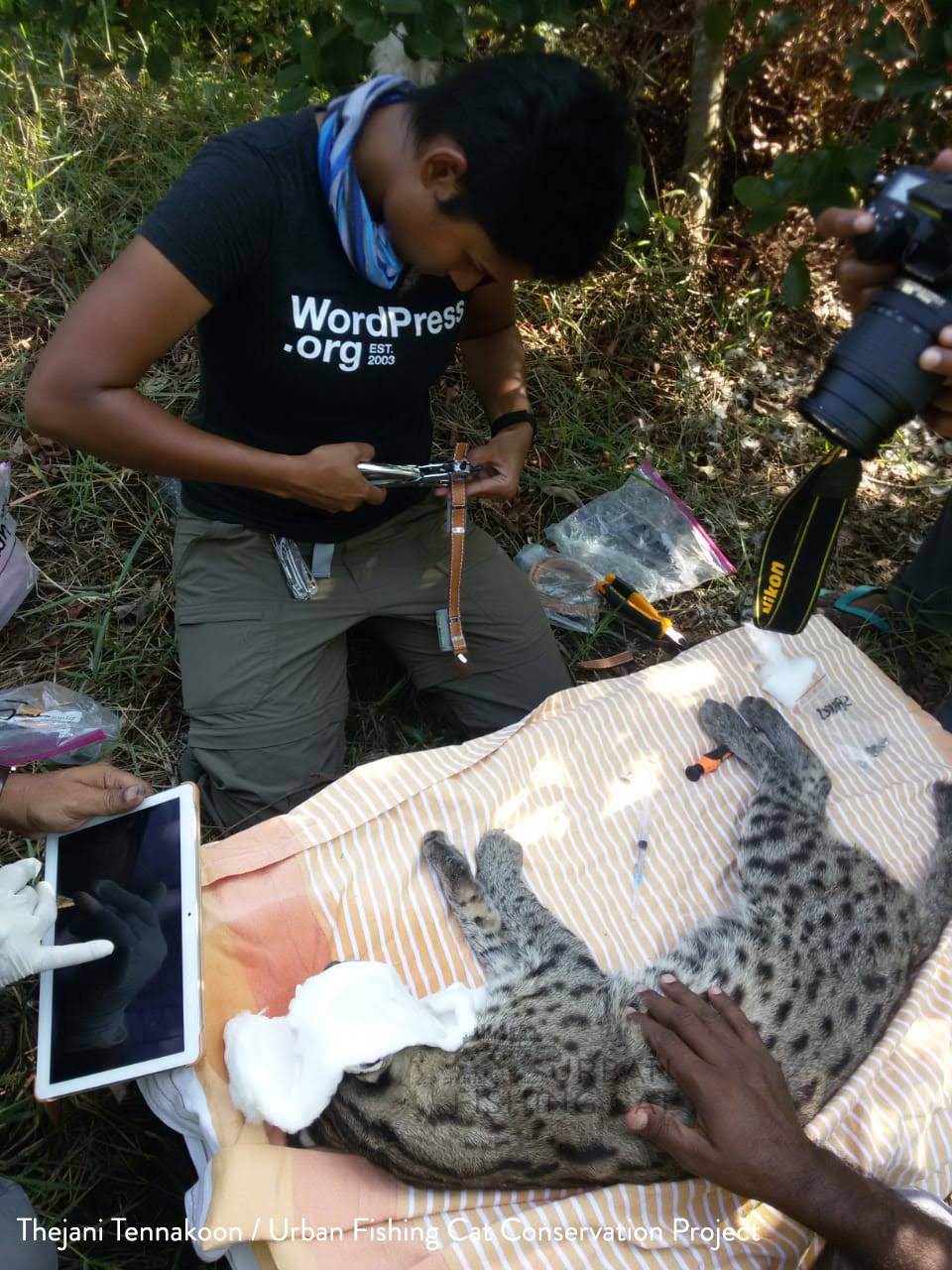 Two researchers kneel over a sleeping cat lying on a blanket in the forest. A cloth covers the cat's face while a researcher prepares a tracking collar. 