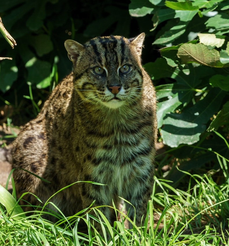 A captive fishing cat.