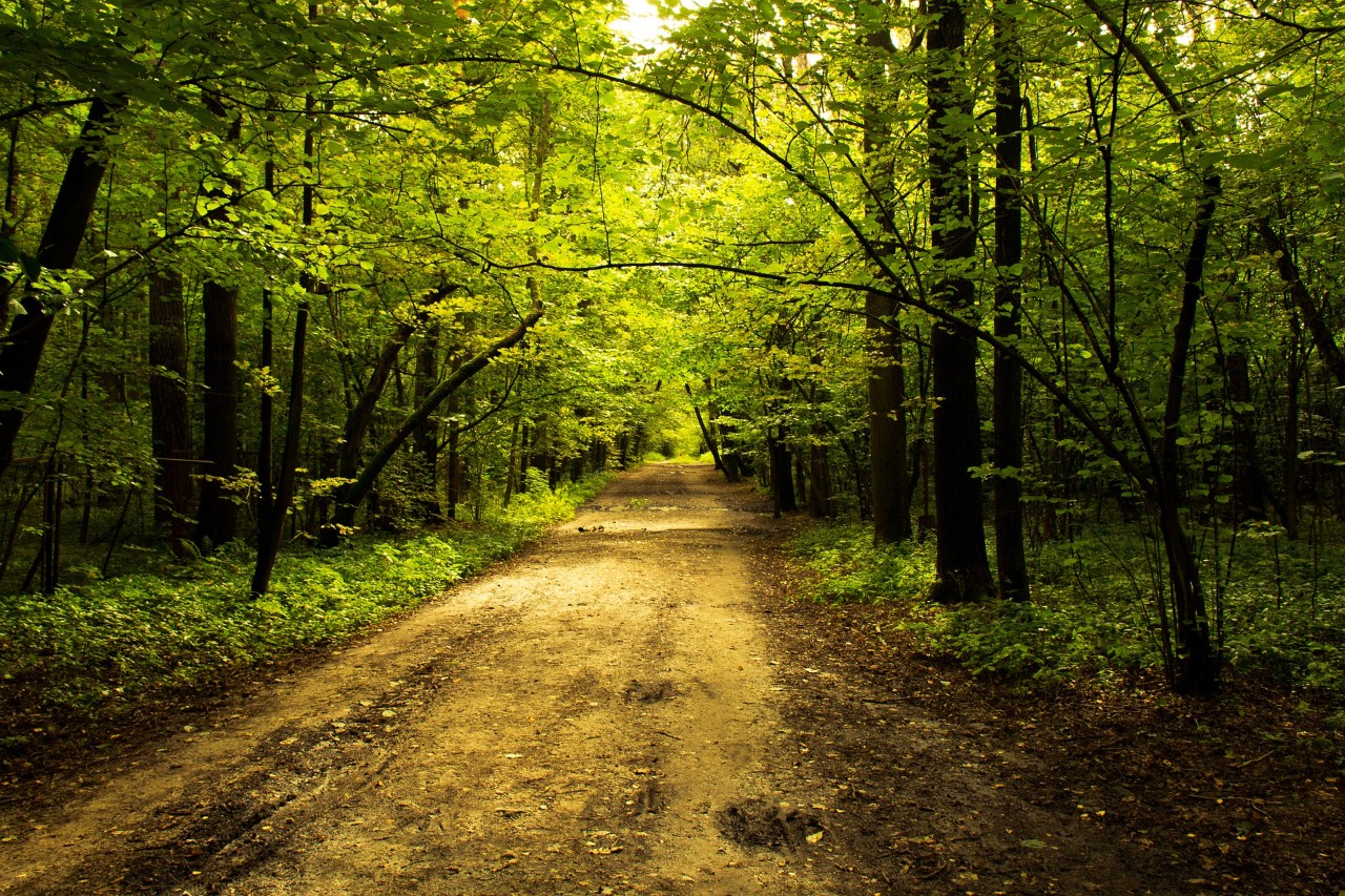 Forest path in park.