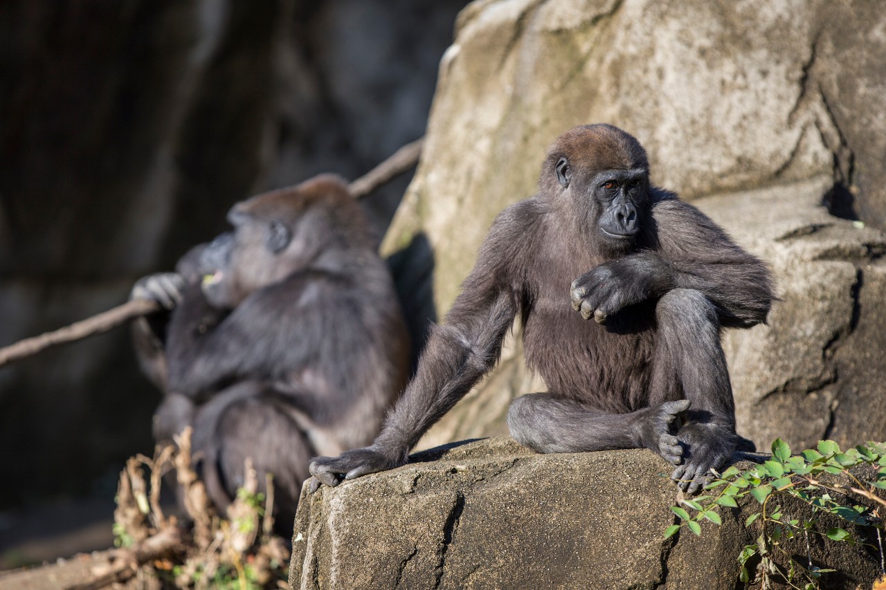 The Cincinnati Zoo. Gorilla
