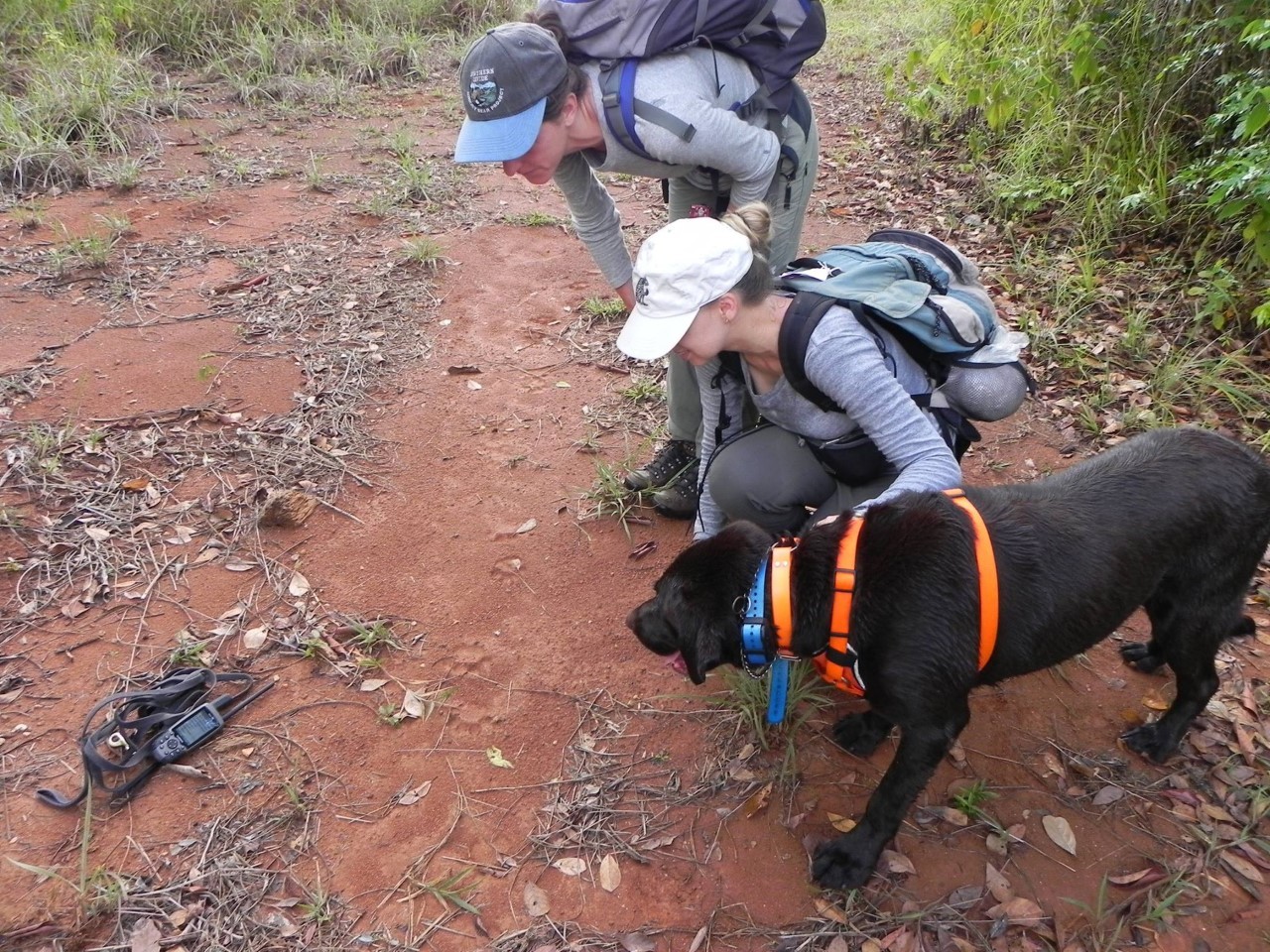 Two researchers wearing backpacks lean over a trail while a dog in a harness also leans in. 