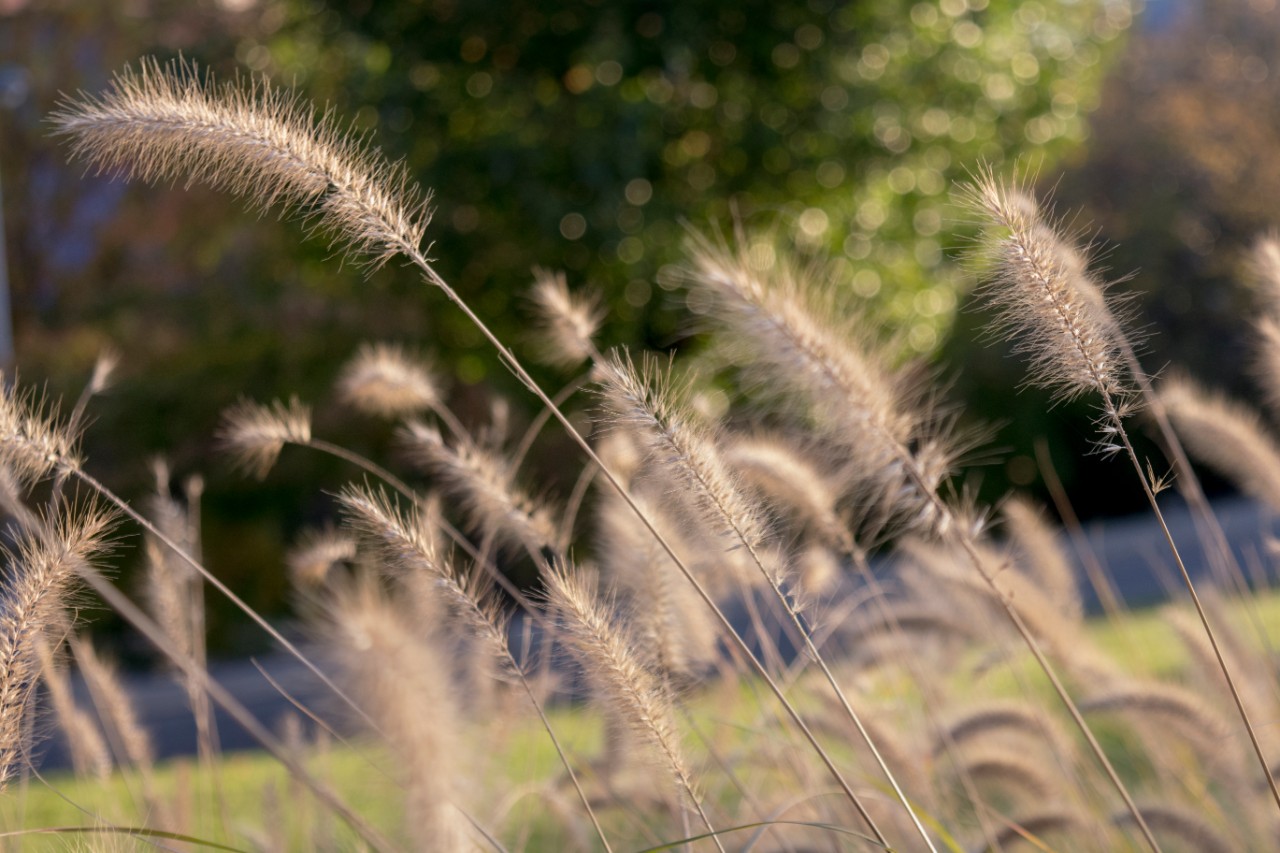 Law School with foliage in autumn