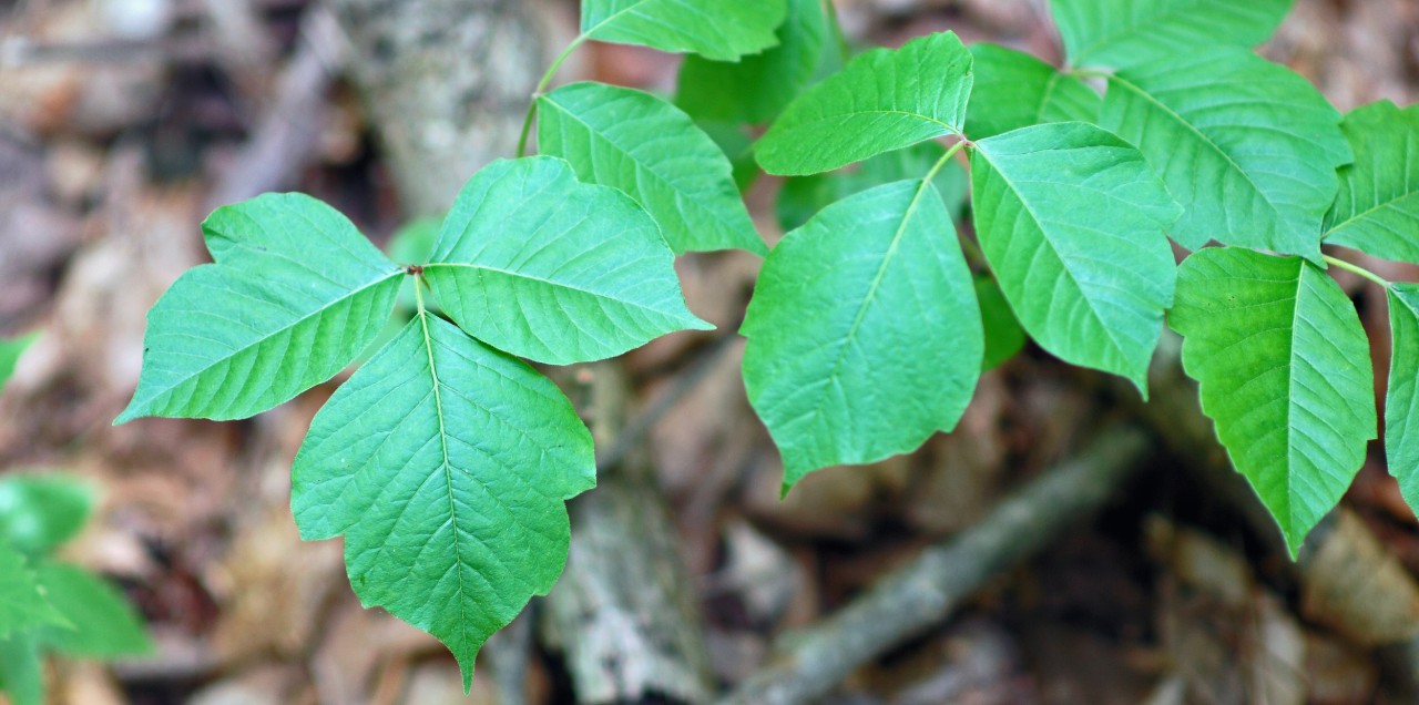 poison ivy picture