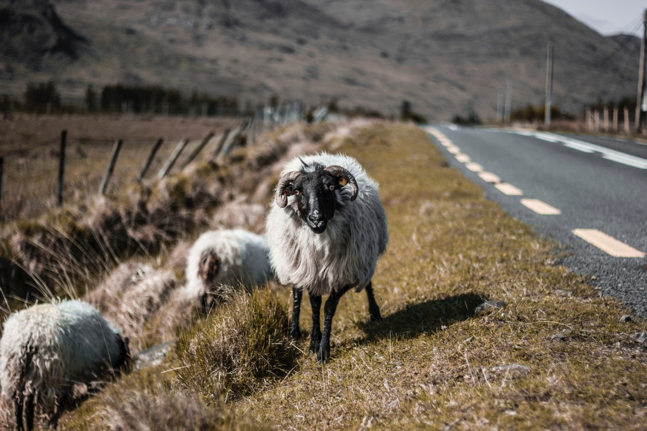 A sheep faces forward in an Irish countryside.