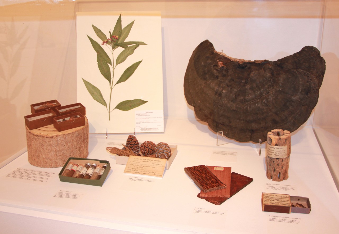 Specimens and documents from the Herbarium Collection