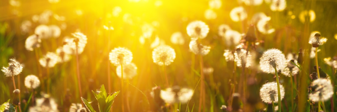 photo of a field of dandelions