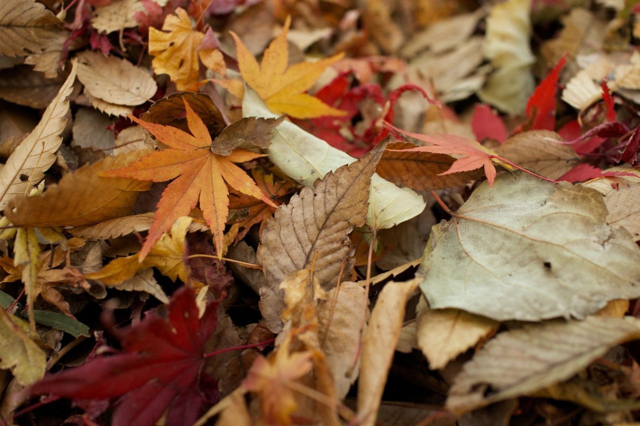 Fall leaves