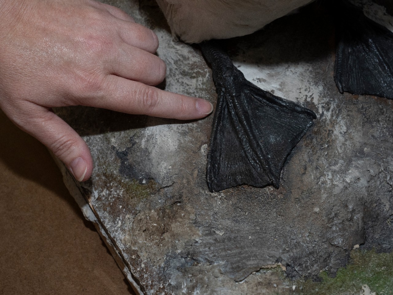 A hand points to the webbed foot of a great auk.