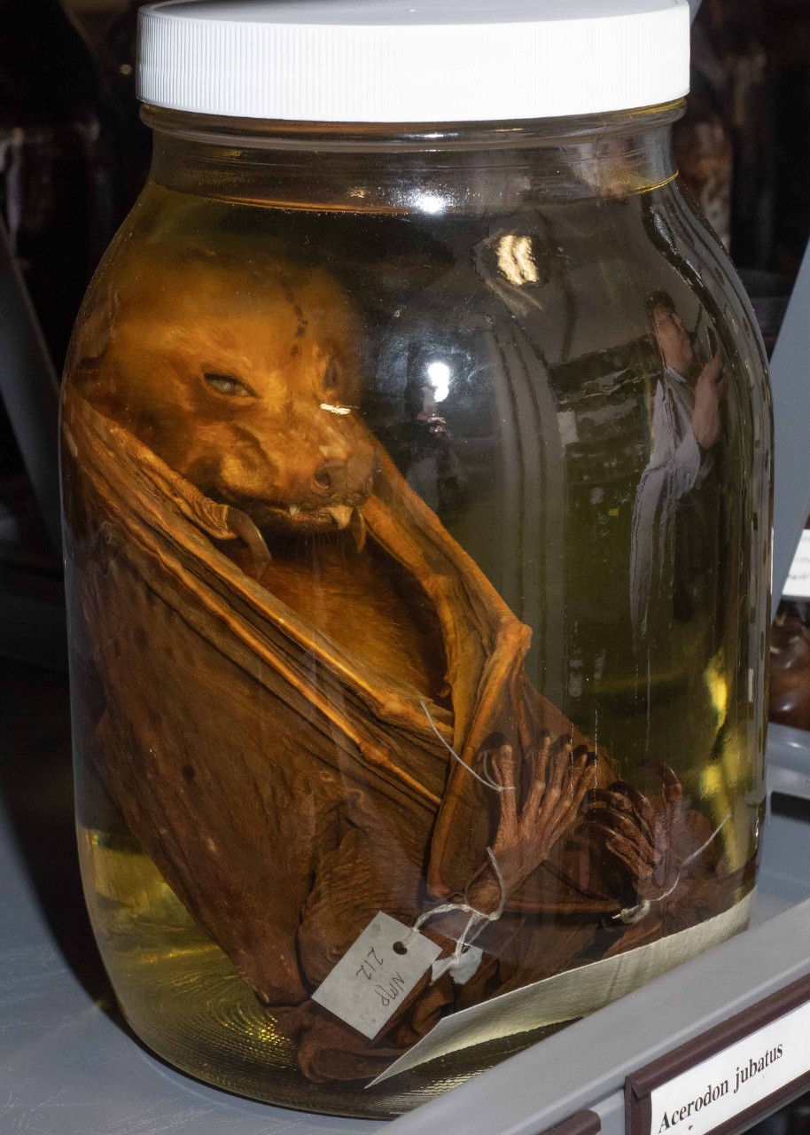A fruit bat is preserved in alcohol in a jar.